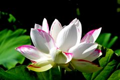 ***Lotos - Lotus - Nelumbo***