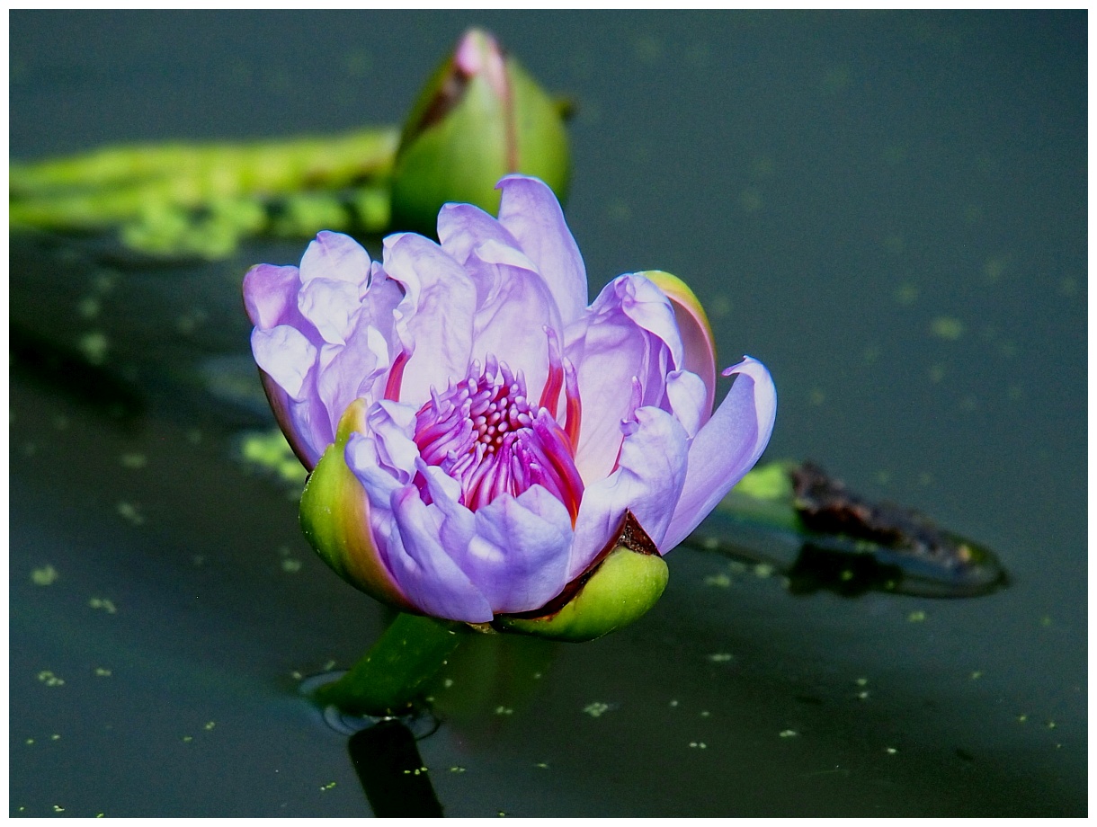 Lotosbecken Botanischer Garten Bayreuth