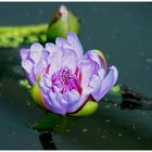 Lotosbecken Botanischer Garten Bayreuth