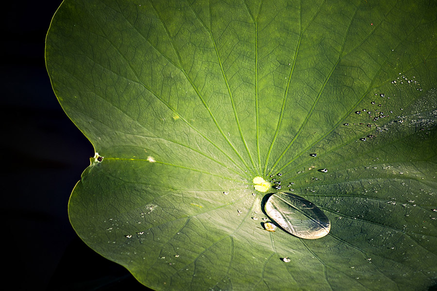 Lotosblatt im ersten Sonnenlicht