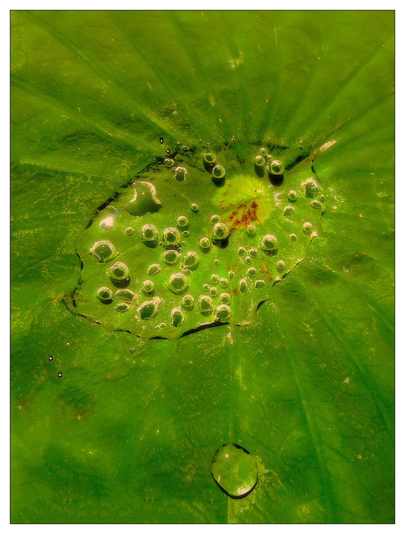 Lotosblatt mit Wasserlache