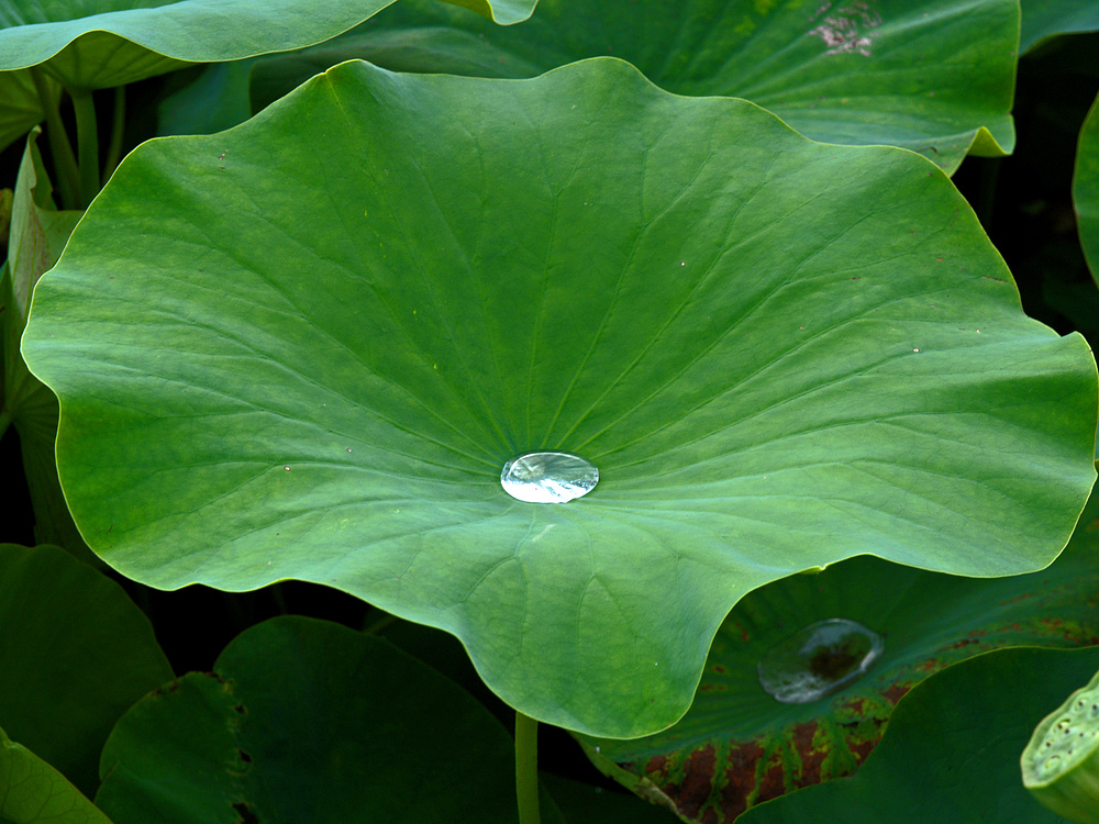 Lotosblatt mit Wassertropfen