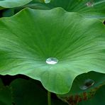 Lotosblatt mit Wassertropfen