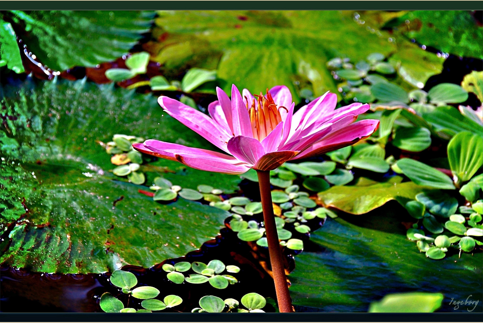 Lotosblute Foto Bild Munster Wasserpflanze Botanischer