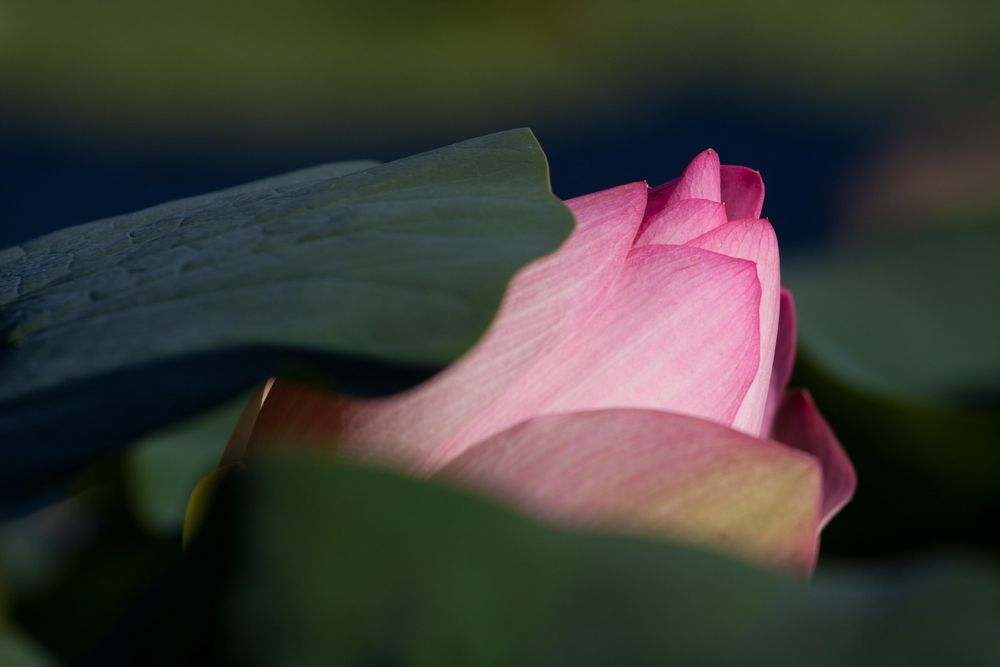 Lotosblüte von Wolfgang D. 