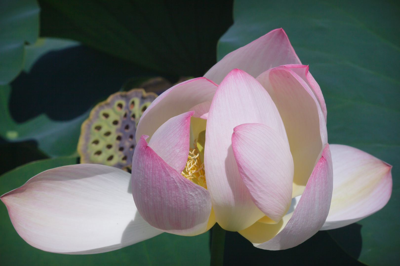 Lotosblüte beim Sonnenbad