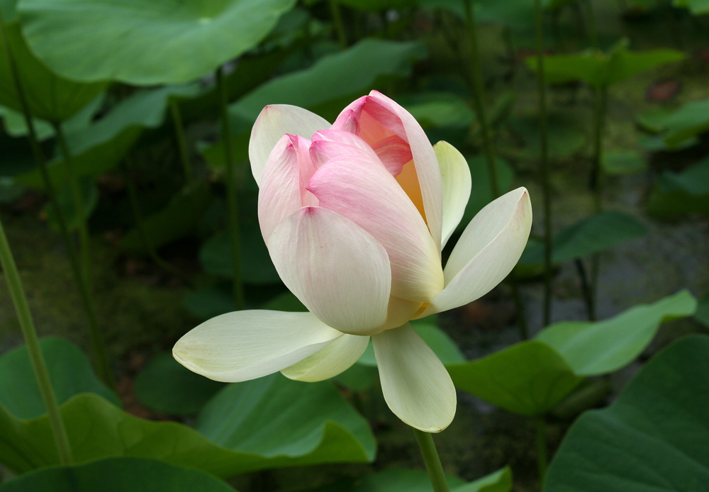 Lotosblüte, die sich gerade ein bisschen geöffnet hat