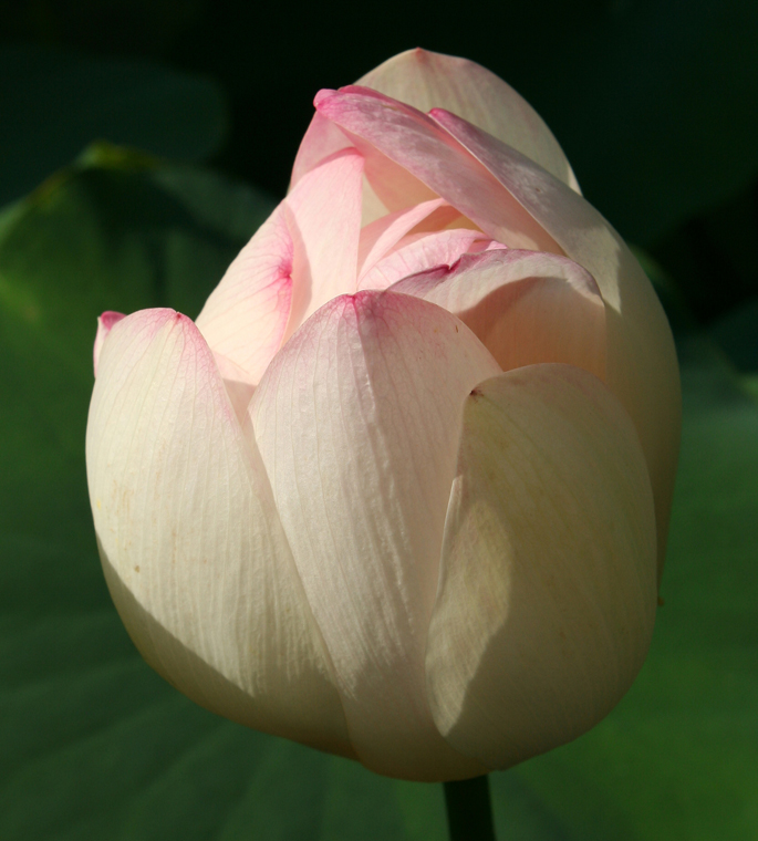 Lotosblüte, die sich gerade öffnet