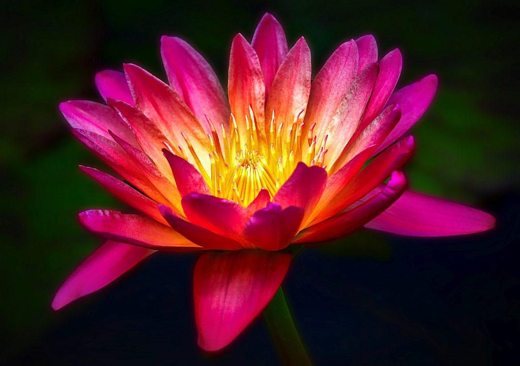 Lotosblüte Foto & Bild | natur, pflanzen, seerosen Bilder auf fotocommunity
