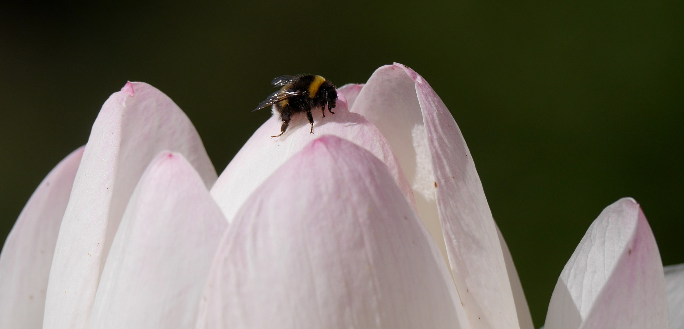 Lotosblüte mit Besucher