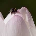 Lotosblüte mit Besucher