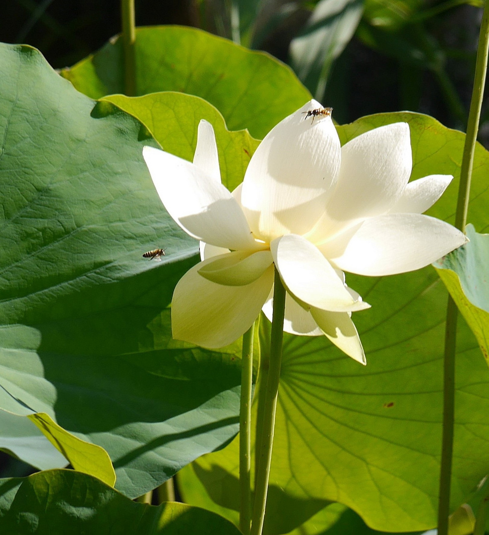 Lotosblüte mit Besucher