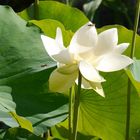 Lotosblüte mit Besucher