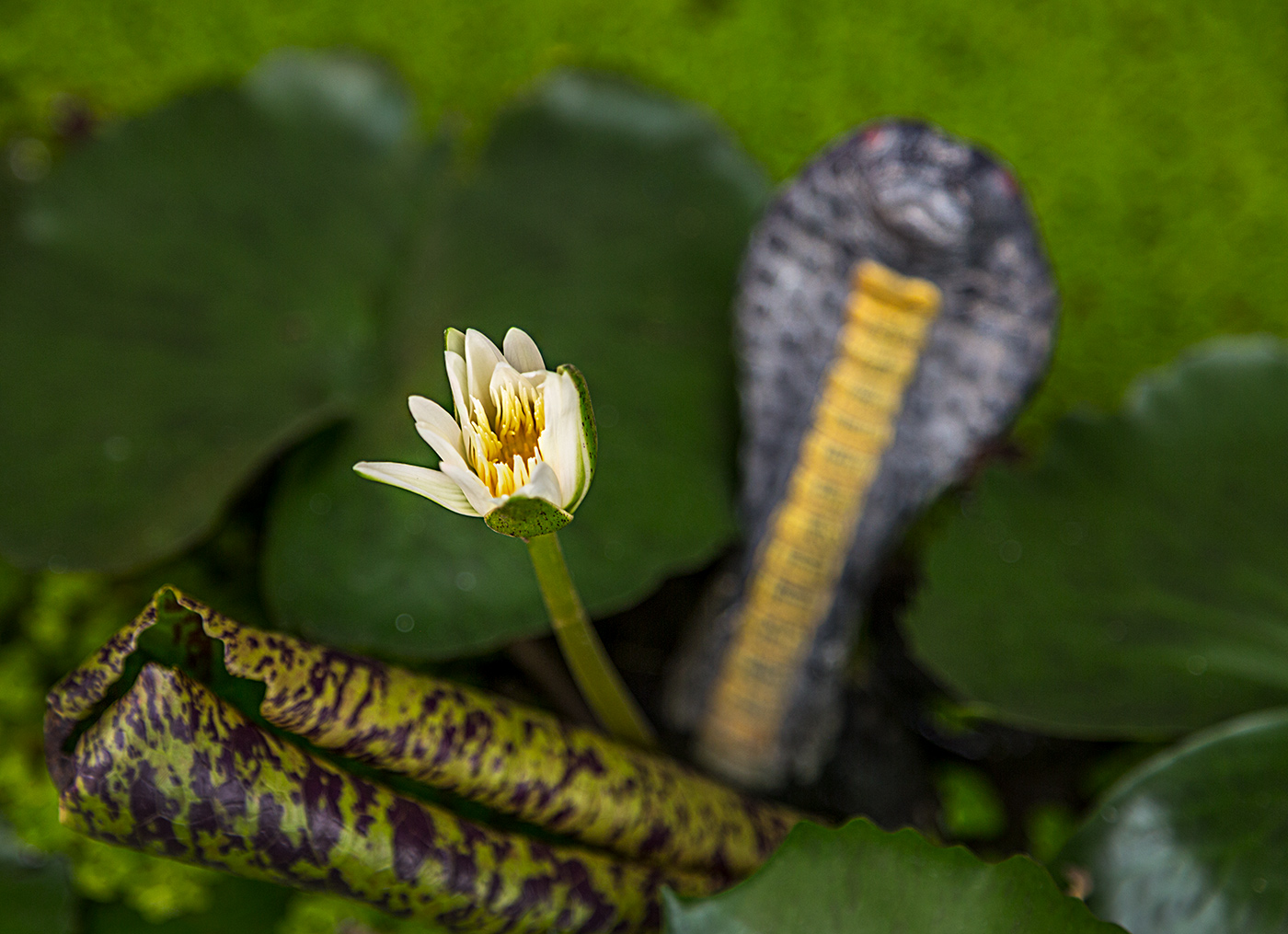 Lotosblüte mit Kobra