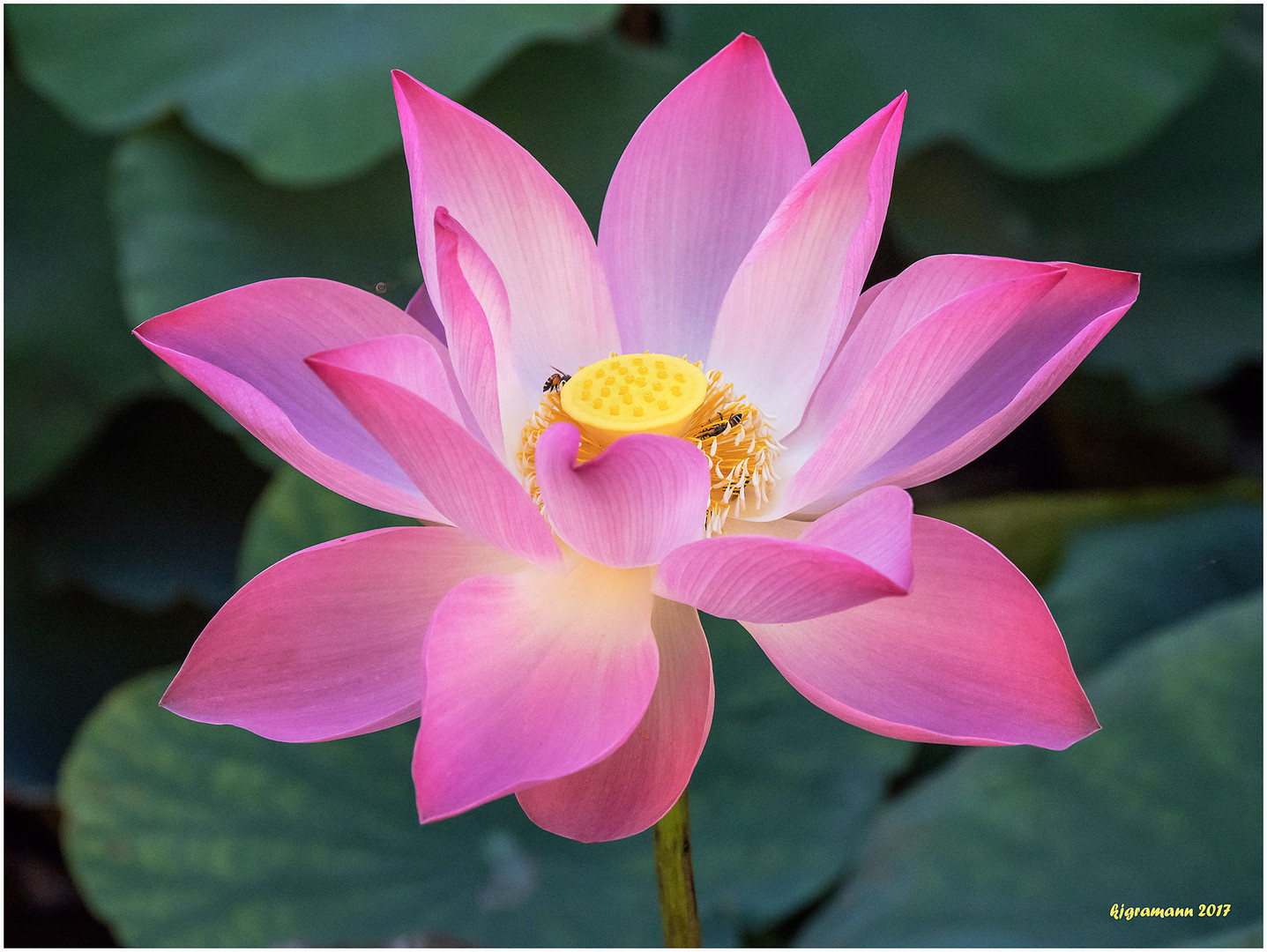 lotosblüte (nelumbo nucifera).......