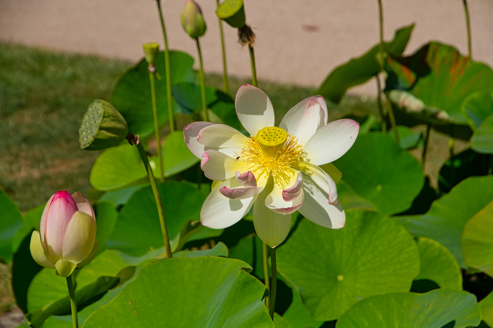 Lotosblüte und knospe