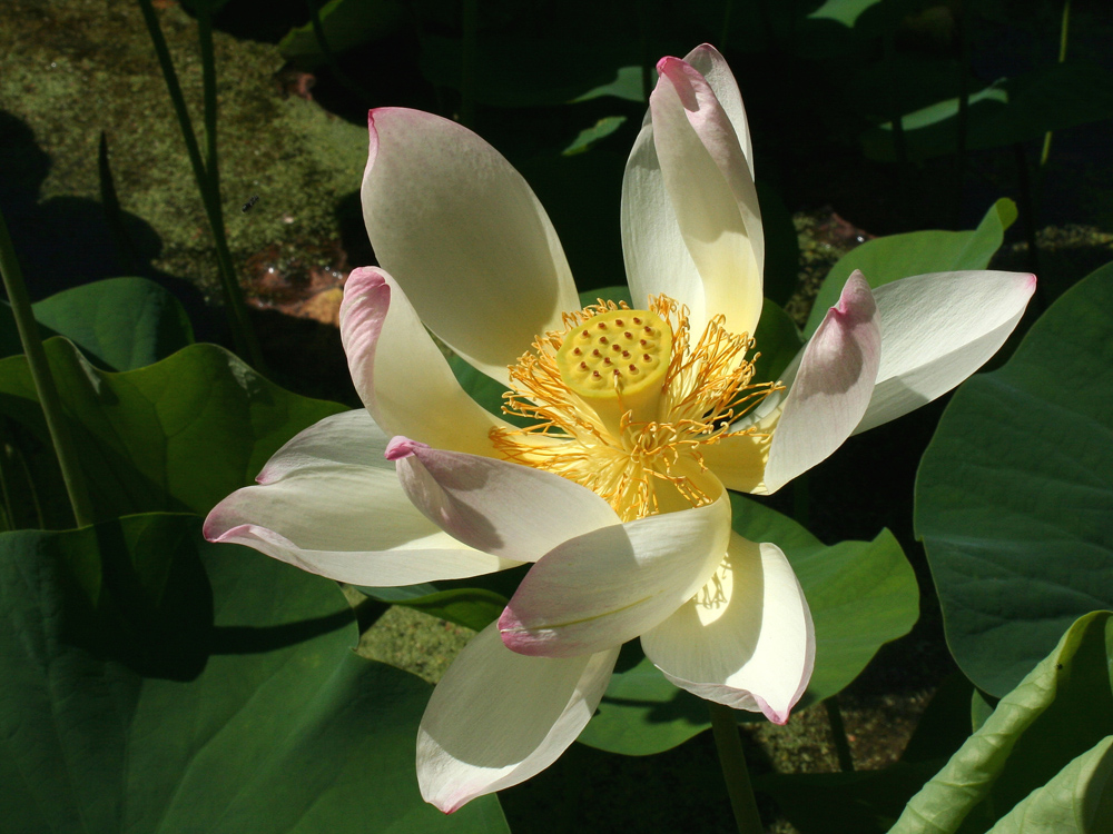 Lotosblüte, weit geöffnet