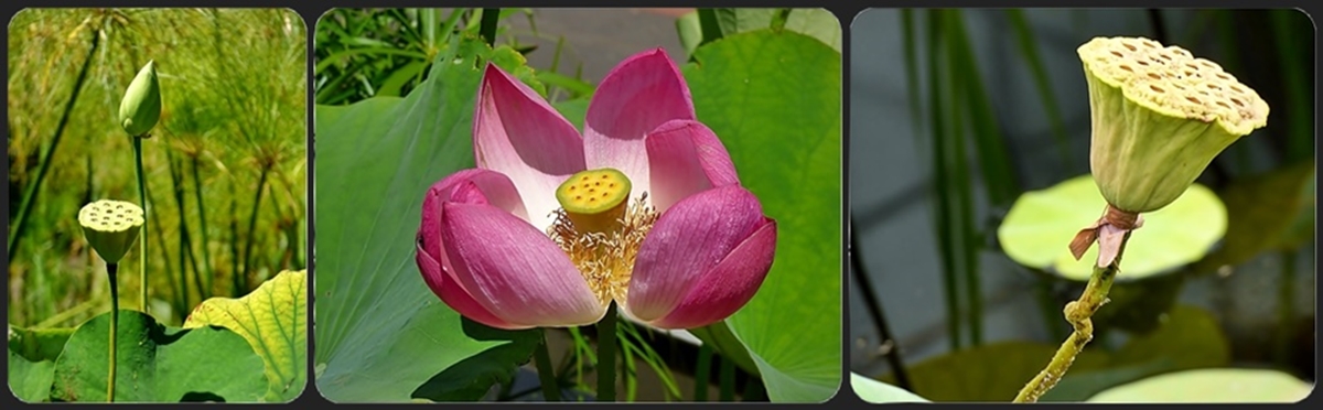 Lotosblume (lotus flower) is the nineteenth studio album released by german schlager group die flippers. Lotosblume . Lotosblume Foto & Bild | natur, botanischer garten ...