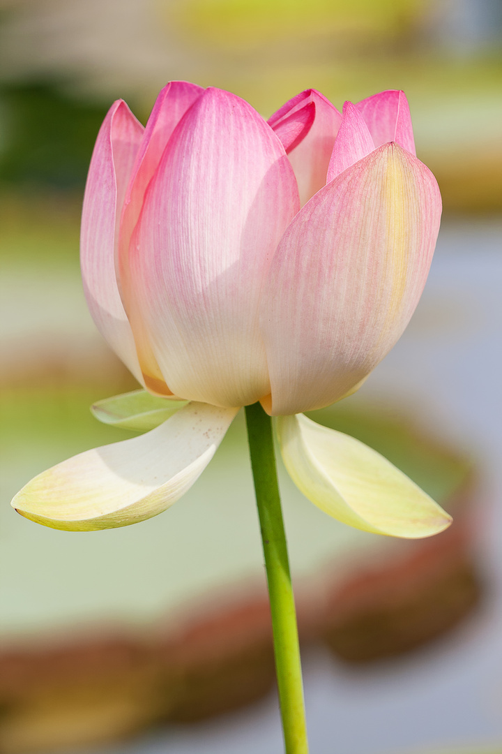 Die lotosblume by schumann soprano hayan kim piano kenneth merrill. Lotosblume . Lotosblume Foto & Bild | pflanzen, pilze & flechten ...
