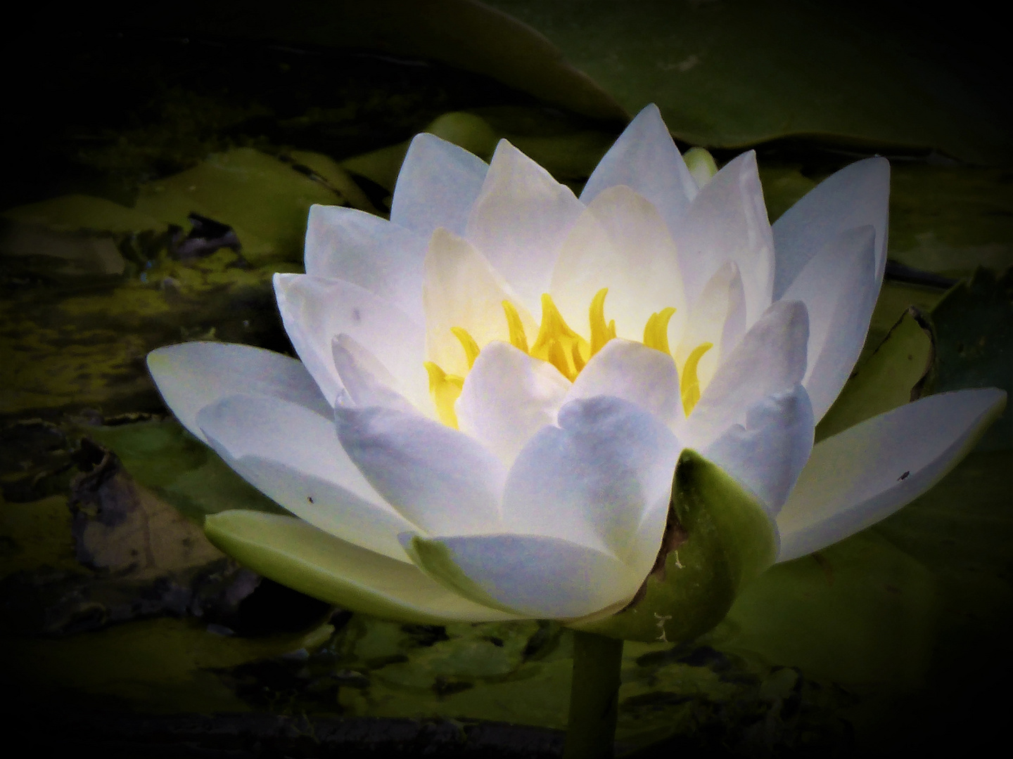 For the poem by heine, set to music as a lied by schumann, see die lotosblume. Lotosblume . Lotosblume Foto & Bild | natur, pflanzen, blüten ...