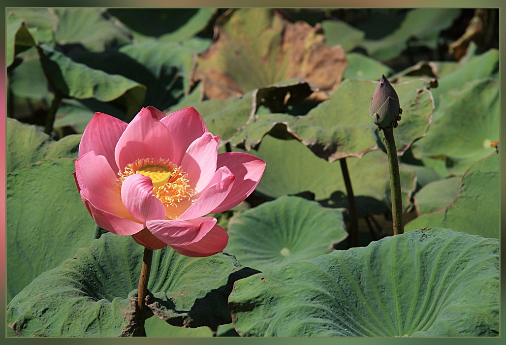 Lotosblume im Teich vor dem Pura Saraswati in Ubud