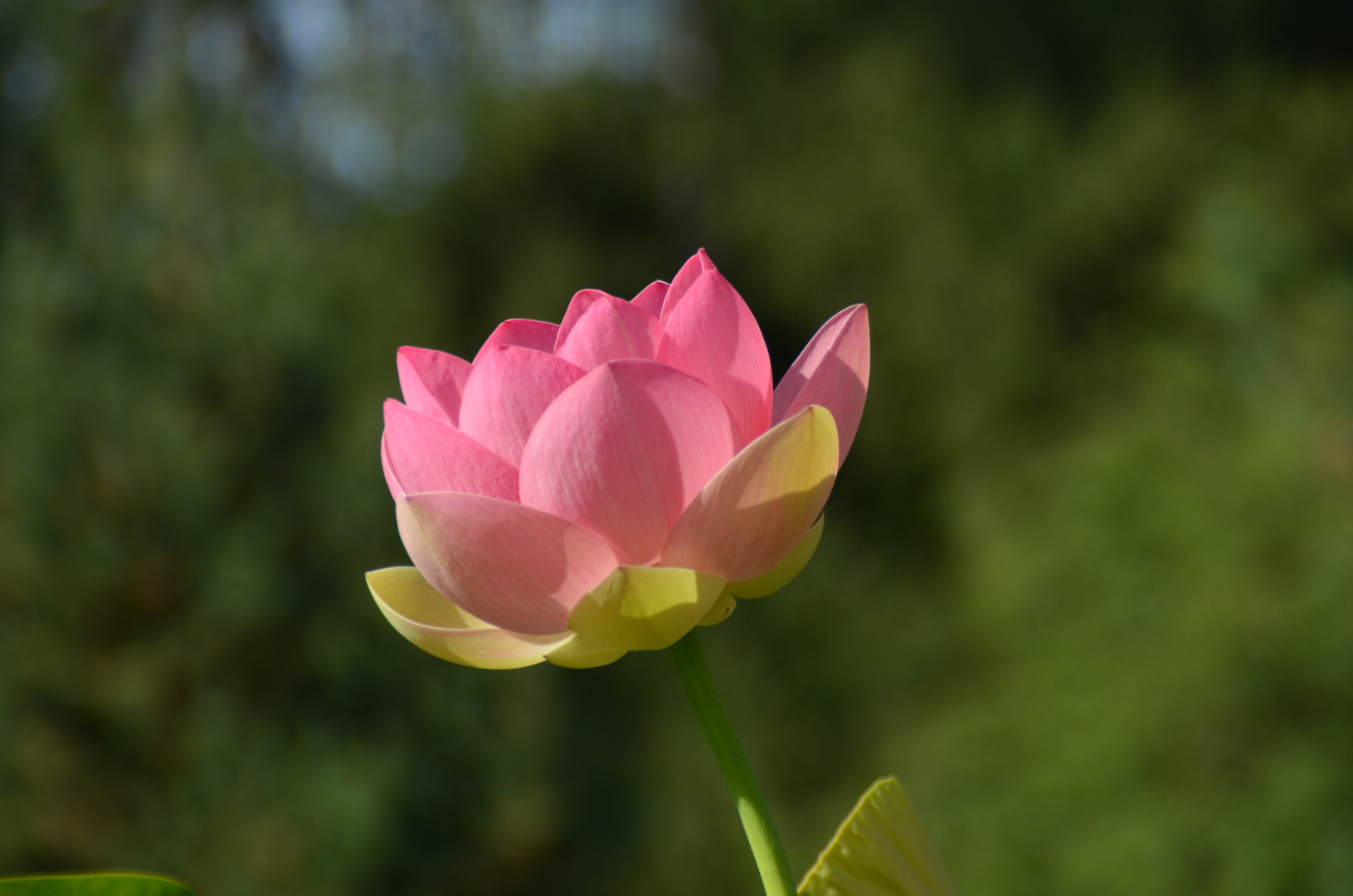 Lotosblume im botanischen garten kit karlsruhe. Lotosblume . Lotosblume - Lotosgewächs Foto & Bild | natur, pflanzen ...