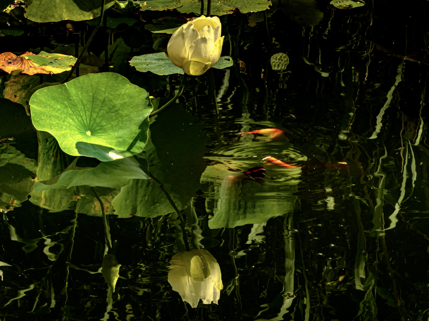 Lotosblume mit Spiegelung 