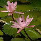 Lotosblumen im Botanischen Garten der WWU Münster