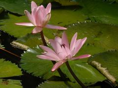 Lotosblumen im Botanischen Garten der WWU Münster