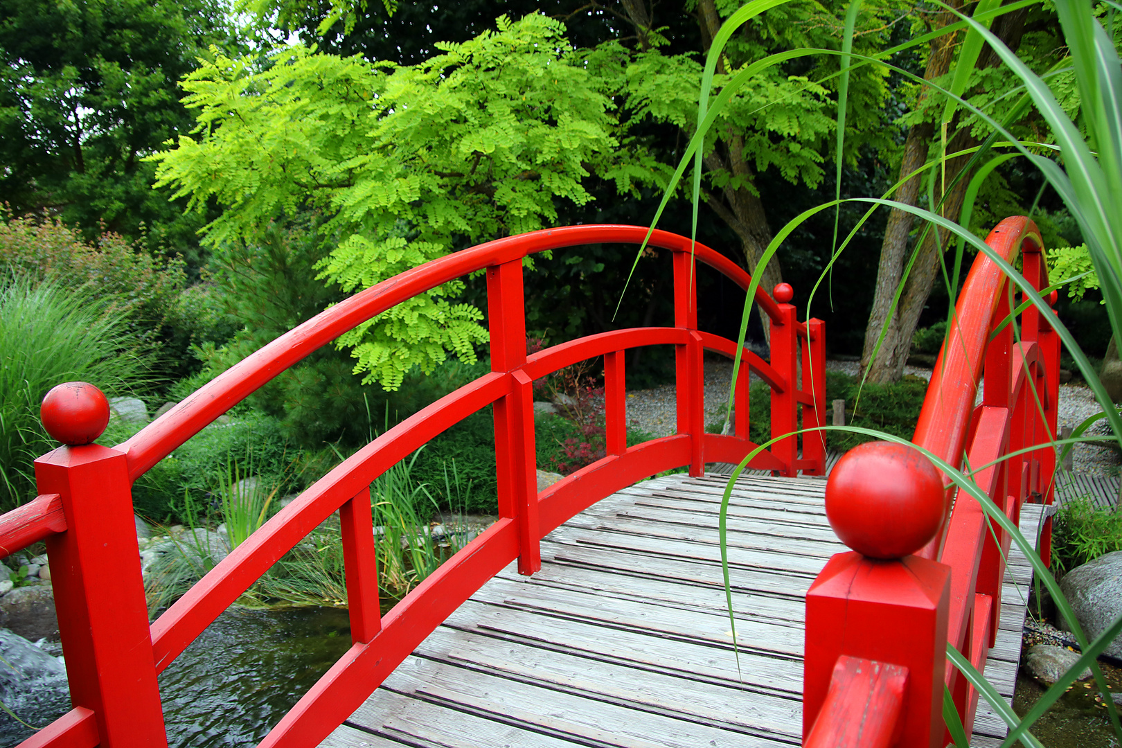 Lotosgarten Rothenburg ob der Tauber