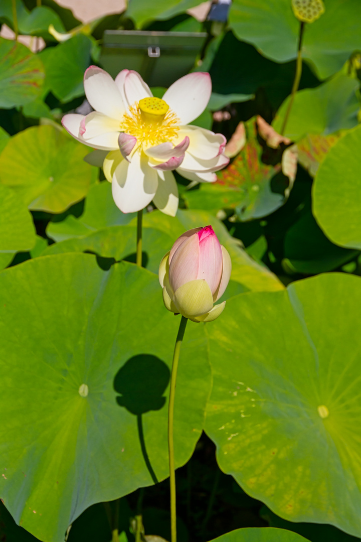 Lotosknospe und -blüte