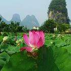 Lotosteich bei Yangshou (China)