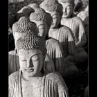 lots of Buddhas