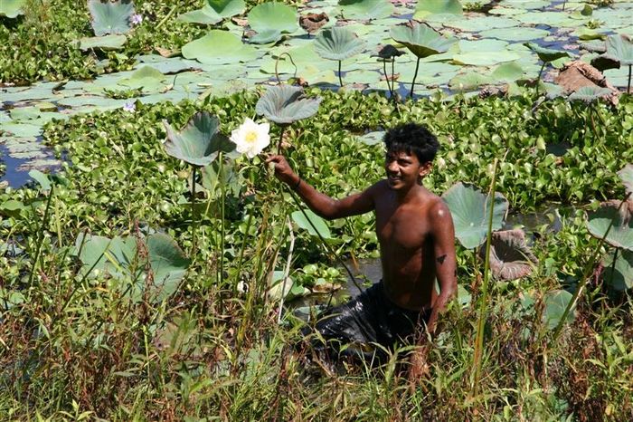 Lots of Lotusflowers