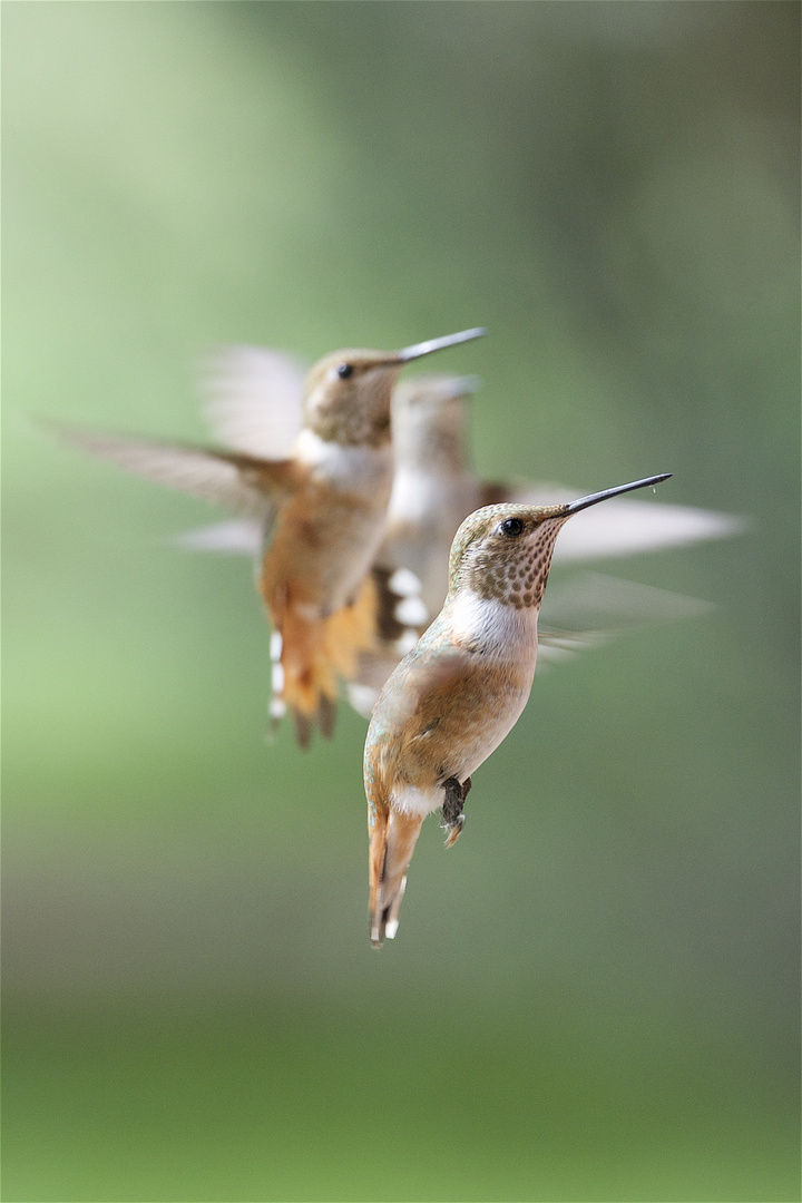 Lots of ,, Rufous" Hummingbirds !