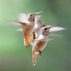 Lots of ,, Rufous" Hummingbirds !