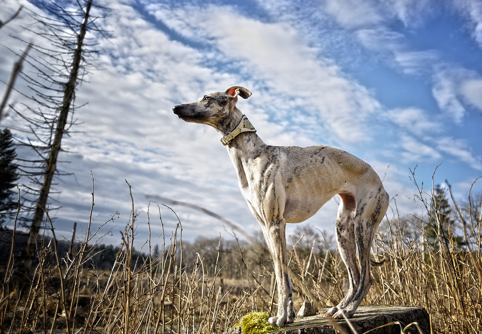 Lotta and the blue sky