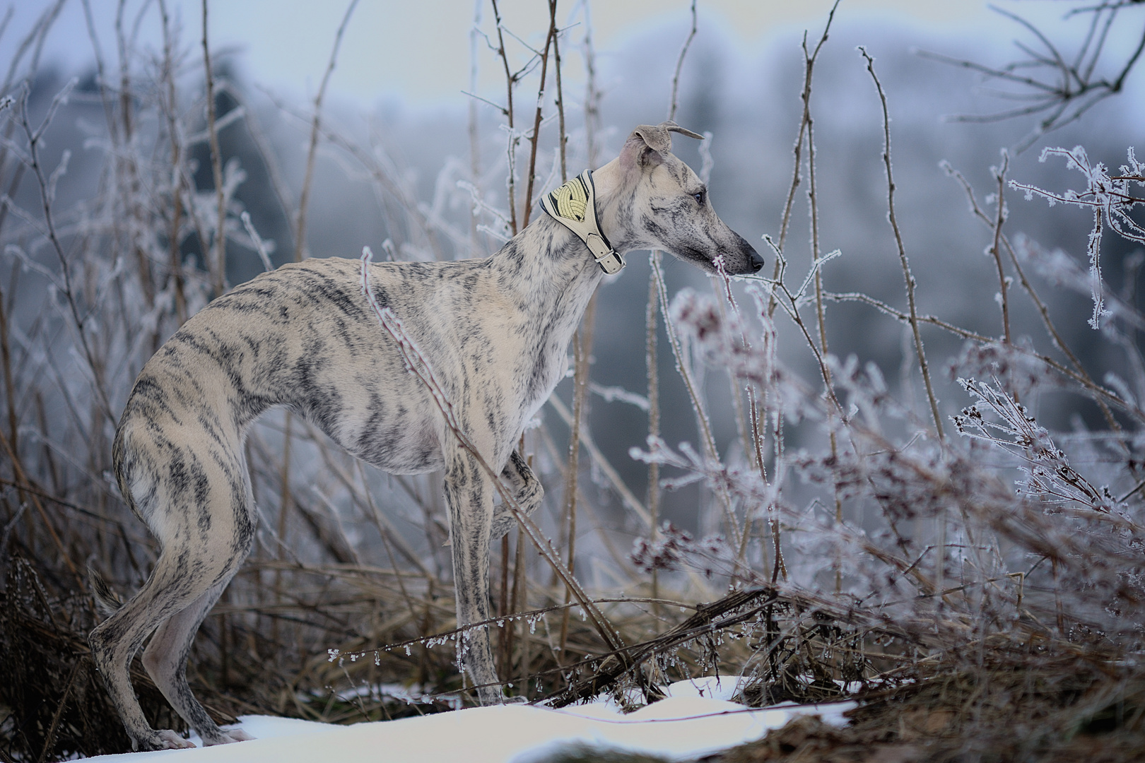 Lotta and the Frozen Fog of Winter