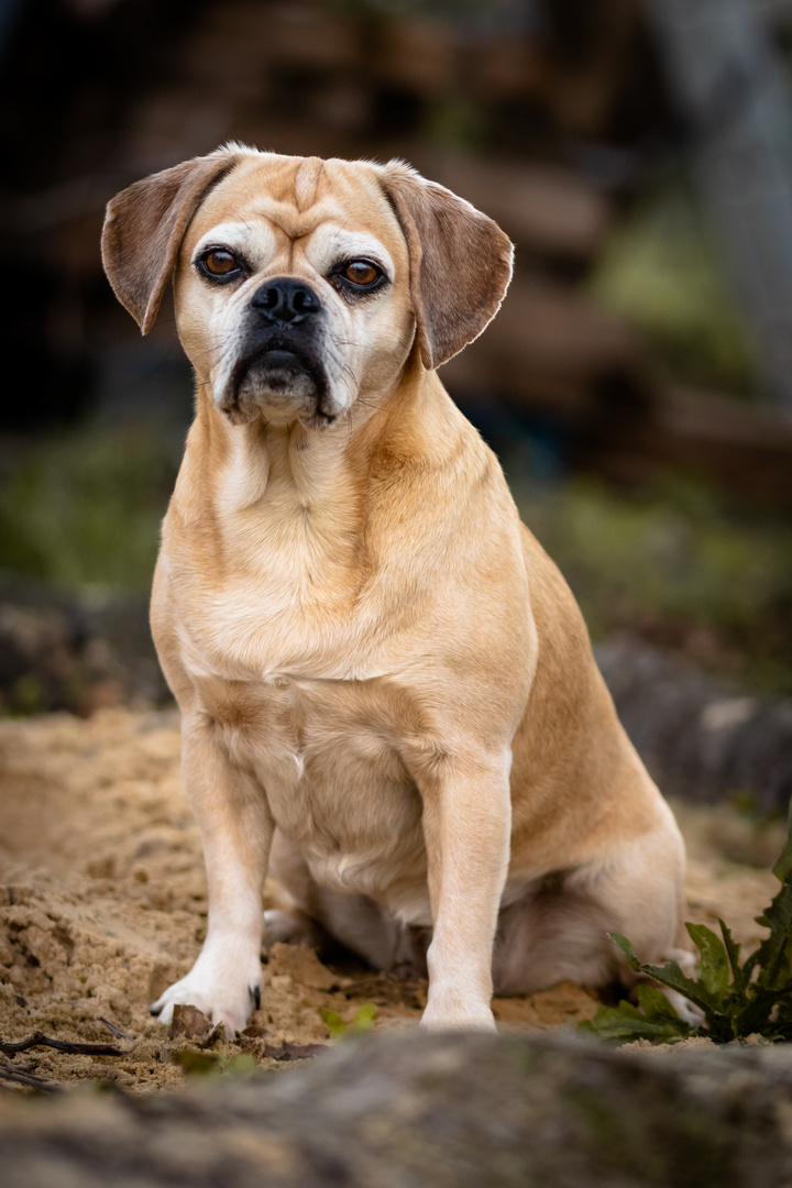 Lotta der Puggle