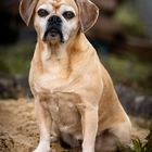 Lotta der Puggle