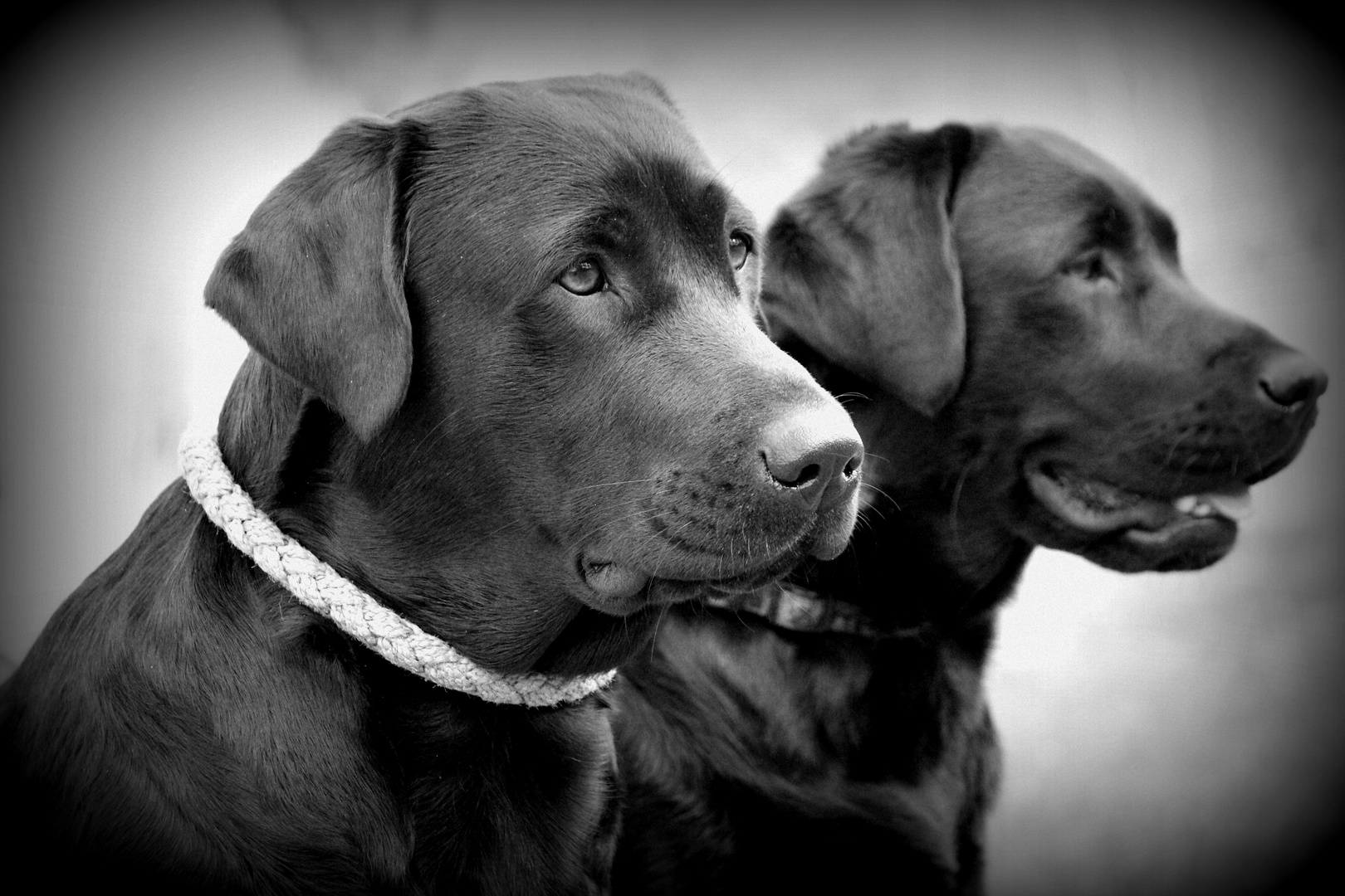 Lotta und Betty beim Training