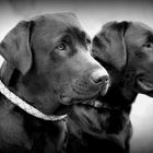 Lotta und Betty beim Training