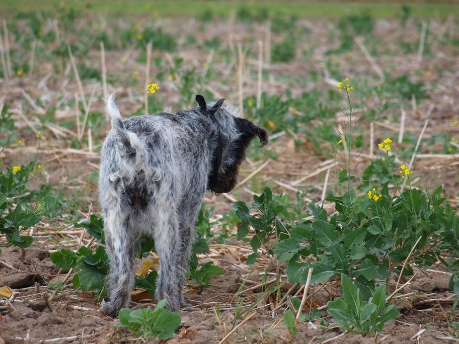 Lotte bei der Jagd....