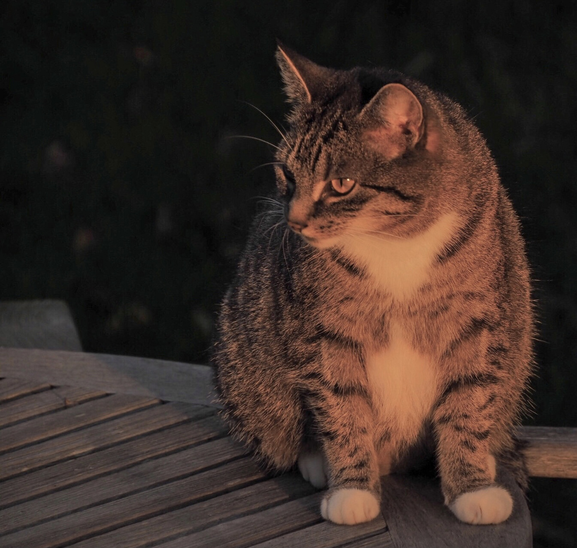 Lotte im Abendlicht