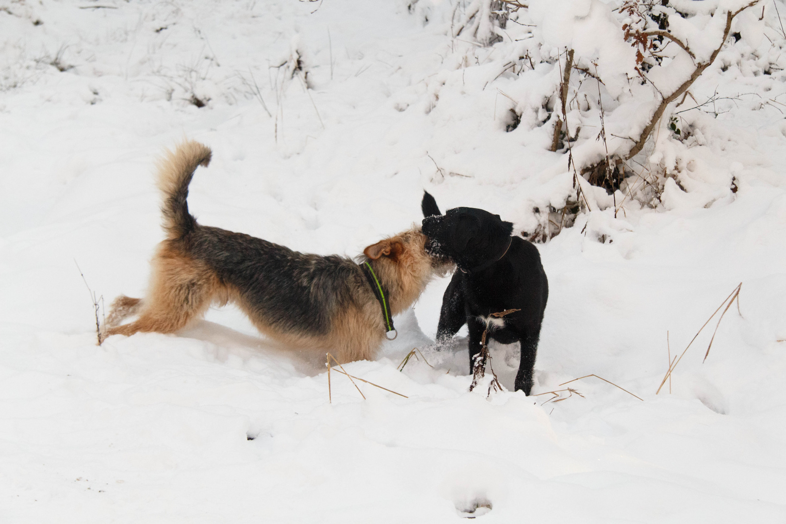 Lotte und Ludwig