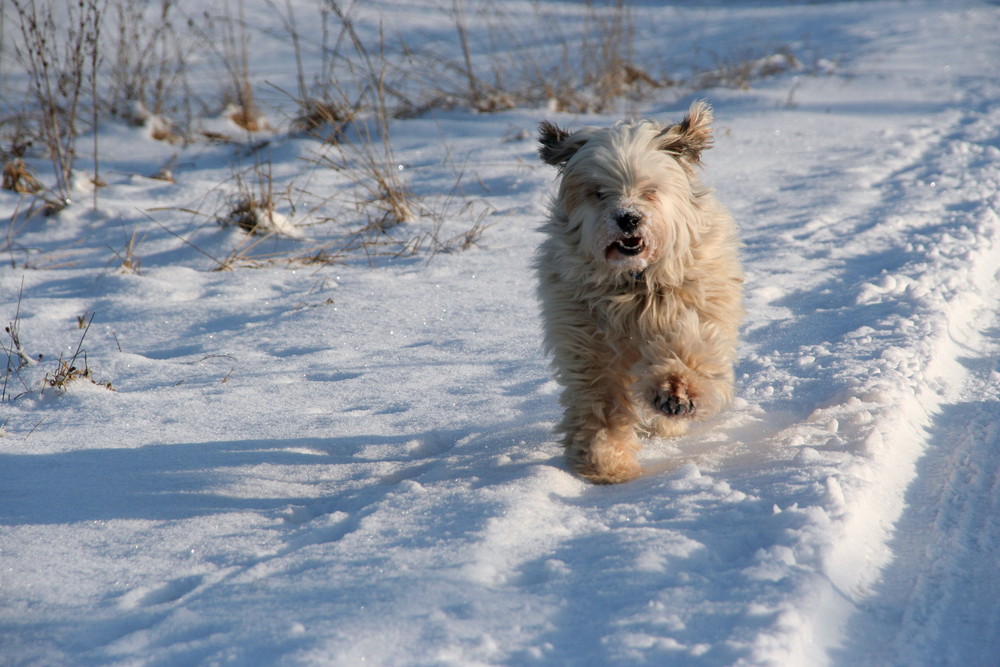 Lottes erster Schnee