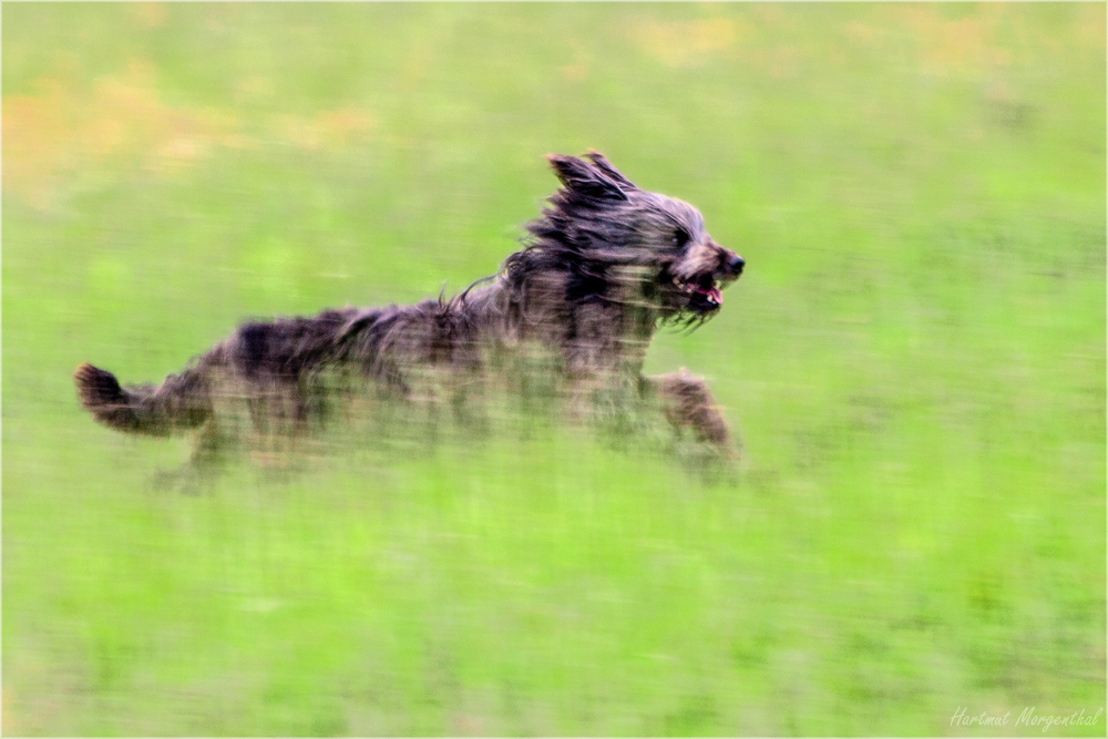 Lotti bei der Arbeit