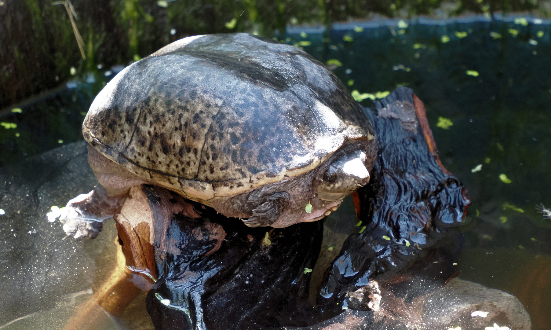 Lotti geht in den Teich ….