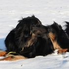 Lotti im Schnee