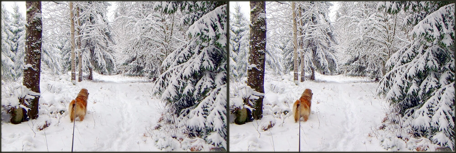 Lotti im Schnee